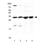 Western blot testing of 1) rat testis, 2) mouse testis, 3) human MCF7 and 4) human A549 lysate with RPS6 antibody at 0.5ug/ml. Predicted molecular weight ~29 kDa.