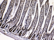 IHC testing of FFPE rat spleen tissue with Cyclophilin A antibody at 1ug/ml. Required HIER: steam section in pH6 citrate buffer for 20 min and allow to cool prior to testing.