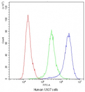 Flow cytometry testing of human U937 cells with Cyclophilin A antibody at 1ug/million cells (blocked with goat sera); Red=cells alone, Green=isotype control, Blue=Cyclophilin A antibody.