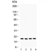 Western blot testing of 1) rat lung, 2) rat brain, 3) mouse lung and 4) human HeLa lysate with Cyclophilin A antibody at 0.5ug/ml. Predicted molecular weight ~18 kDa.