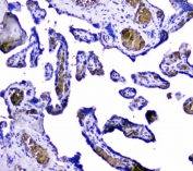 IHC testing of FFPE human placental tissue with Hemoglobin antibody. Required HIER: steam section in pH8 EDTA buffer for 20 min and allow to cool prior to testing.