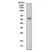 Western blot testing of mouse EL-4 cell lysate with PD-1 antibody. Predicted molecular weight ~32 kda (unmodified), 50-55 kDa (glycosylated).