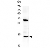 Western blot testing of rat brain lysate with ID2 antibody at 0.5ug/ml. Predicted molecular weight ~15 kDa.