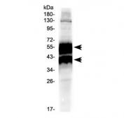 Western blot testing of human HeLa cell lysate with uPA Receptor antibody at 0.5ug/ml. Predicted molecular weight: ~37 kDa (unmodified), 60 kDa (glycosylated).