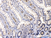 IHC testing of FFPE rat intestine tissue with Bax antibody at 1ug/ml. Required HIER: steam section in pH6 citrate buffer for 20 min and allow to cool prior to testing.