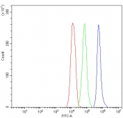 Western blot testing of 1) rat thymus, 2) mouse NIH3T3, 3) mouse Hepa1-6, 4) human SGC-7901 and 5) human HepG2 lysate with Bcl-XL antibody at 0.5ug/ml. Expected molecular weight: 26-30 kDa.