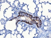 IHC staining of FFPE rat lung tissue with CD166 antibody. HIER: boil tissue sections in pH8 EDTA for 20 min and allow to cool before testing.