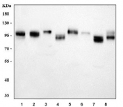 Western blot testing of 1) human SH-SY5Y, 2) human HeLa, 3) rat liver, 4) rat brain, 5) rat lung, 6) mouse liver, 7) mouse brain and 8) mouse lung lysate with CD166 antibody. Predicted molecular weight: 65-105 kDa depending on glycosylation level.