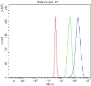 Flow cytometry testing of fixed and permeabilized human SH-SY5Y cells with CD166 antibody at 1ug/million cells (blocked with goat sera); Red=cells alone, Green=isotype control, Blue= CD166 antibody.