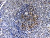 IHC testing of FFPE rat spleen tissue with GAS6 antibody at 1ug/ml. Required HIER: steam section in pH6 citrate buffer for 20 min and allow to cool prior to testing.