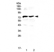 Western blot testing of 1) mouse brain and 2) rat brain lysate with GAS6 antibody at 0.5ug/ml. Predicted molecular weight ~80 kDa.