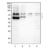 Western blot testing of 1) human ThP-1, 2) human A431, 3) rat brain and 4) mouse brain lysate with GAS6 antibody at 0.5ug/ml. Predicted molecular weight: 42-80 kDa (multiple isoforms).