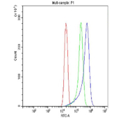 Flow cytometry testing of fixed and permeabilized human ThP-1 cells with GAS6 antibody at 1ug/million cells (blocked with goat sera); Red=cells alone, Green=isotype control, Blue= GAS6 antibody.