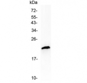 Western blot testing of human MCF7 cell lysate with TMEM107 antibody at 0.5ug/ml. Predicted molecular weight ~16 kDa, routinely observed at ~19 kDa.
