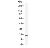 Western blot testing of recombinant human TREML1 protein with TREML1 antibody at 0.5ug/ml. 