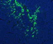 Immunofluorescent staining of FFPE human tonsil tissue with FDCSP antibody (green) and DAPI nuclear stain (blue). HIER: steam section in pH8 EDTA buffer for 20 min.
