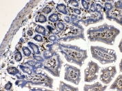 IHC testing of FFPE mouse intestine tissue with Cytoglobin antibody at 1ug/ml. Required HIER: steam section in pH6 citrate buffer for 20 min and allow to cool prior to testing.