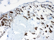 IHC testing of FFPE human placental tissue with CPI-17 antibody at 1ug/ml. Required HIER: steam section in pH6 citrate buffer for 20 min and allow to cool prior to testing.