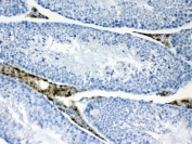 IHC testing of FFPE mouse testis tissue with CPI-17 antibody at 1ug/ml. Required HIER: steam section in pH6 citrate buffer for 20 min and allow to cool prior to testing.