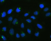 IHC testing of FFPE human U-2 OS cells with CPI-17 antibody (green) and DAPI (blue). Required HIER: steam section in pH6 citrate buffer for 20 min and allow to cool prior to testing.