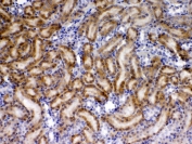 IHC testing of FFPE rat kidney tissue with TIMP4 antibody at 1ug/ml. Required HIER: steam section in pH6 citrate buffer for 20 min and allow to cool prior to testing.
