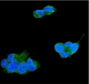 Immunofluorescent staining of FFPE human HepG2 cells with TIMP4 antibody (green) and DAPI nuclear stain (blue). HIER: steam section in pH6 citrate buffer for 20 min.