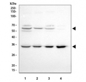 Western blot testing of human 1) HeLa, 2) Jurkat, 3) MCF7 and 4) 293T cell lysate with BAG1 antibody. Predicted molecular weight ~50 kDa (long form), 29-33 (short form).
