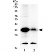 Western blot testing of human 1) 22RV1 and 2) placenta lysate with GDF15 antibody at 0.5ug/ml. Predicted molecular weight ~34 kDa (pro-form) and ~25 kDa (mature form).