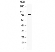 Western blot testing of human 293T cell lysate with NARG1 antibody at 0.5ug/ml. Predicted molecular weight ~101 kDa.