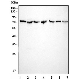 Western blot testing of 1) human HL60, 2) human K562, 3) human HepG2, 4) rat liv