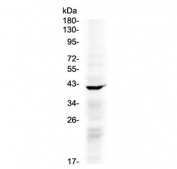 Western blot testing of human COLO320 cell lysate with NDRG3 antibody at 0.5ug/ml. Predicted molecular weight ~41 kDa.