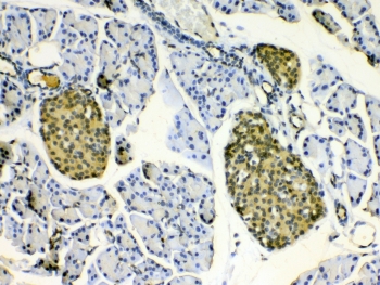 IHC testing of FFPE mouse pancreas tissue with HSP22 antibody at 1ug/ml. Required HIER: steam section in pH6 citrate buffer for 20 min and allow to cool prior to testing.