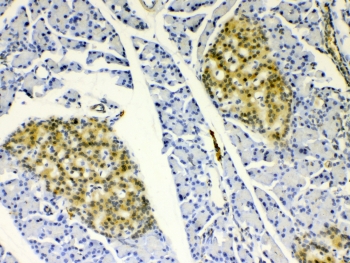 IHC testing of FFPE rat pancreas tissue with HSP22 antibody at 1ug/ml. Required HIER: steam section in pH6 citrate buffer for 20 min and allow to cool prior to testing.