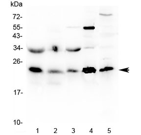 Western blot testing of 1) rat skeletal muscle, 2) rat heart, 3) mouse skeletal muscle, 4) mouse heart and 5) human HeLa lysate with HSP22 antibody at 0.5ug/ml. Observed molecular weight: 22-27 kDa.