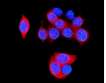 Immunofluorescent staining of FFPE human MCF7 cells with HSP22 antibody (red) and DAPI nuclear stain (blue). HIER: steam section in pH6 citrate buffer for 20 min.