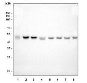 Western blot testing of 1) human PC-3, 2) human U-87 MG, 3) human HeLa, 4) human K562, 5) rat brain, 6) rat stomach, 7) mouse brain and 8) mouse stomach lysate with BAG5 antibody. Predicted molecular weight: ~51 kDa.