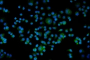 Immunofluorescent staining of FFPE human T-47D cells with BAG5 antibody (green) and DAPI nuclear stain (blue). HIER: steam section in pH6 citrate buffer for 20 min.