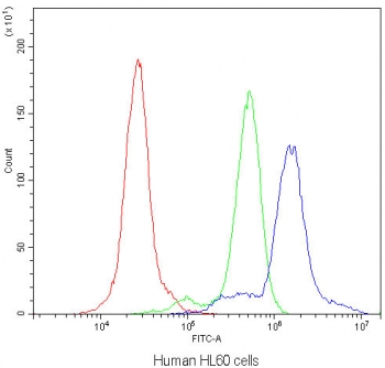 Flow cytometry testing of human HL60 cells with AGO1 antibody at 1ug/million cells (blocked with goat sera); Red=cells alone, Green=isotype control, Blue=AGO1 antibody.