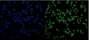 Immunofluorescent staining of FFPE human U-2 OS cells with AGO1 antibody (green) and DAPI nuclear stain (blue). HIER: steam section in pH6 citrate buffer for 20 min.