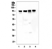 Western blot testing of 1) rat heart, 2) mouse heart, 3) mouse lung and 4) mouse liver lysate with Beta Catenin antibody at 0.5ug/ml. Predicted molecular weight ~85 kDa, but routinely observed at 90-95 kDa.