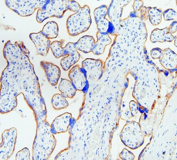 IHC staining of FFPE human placenta with EGFR antibody. HIER: boil tissue sections in pH6, 10mM citrate buffer, for 20 min and allow to cool before testing.