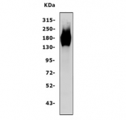 Western blot testing of human A431 cell lysate with EGFR antibody at 0.5ug/ml. Expected molecular weight: ~134 kDa (unmodified), ~170 kDa (glycosylated).