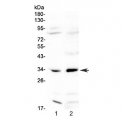 Western blot testing of 1) rat liver and 2) rat ovary lysate with MyD88 antibody at 0.5ug/ml. Predicted molecular weight ~33 kDa.