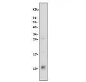 Western blot testing of rat stomach tissue lysate with SDF1 antibody at 0.5ug/ml. Predicted molecular weight: 9-12 kDa.