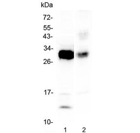 Western blot testing of 1) mouse spleen and 2) rat NRK cell lysate with IL-33 antibody at 0.5ug/ml. Predicted molecular weight ~31 kDa.