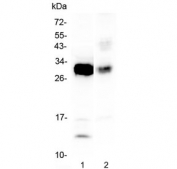 Western blot testing of 1) mouse spleen and 2) rat NRK cell lysate with IL-33 antibody at 0.5ug/ml. Predicted molecular weight ~31 kDa.
