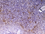 IHC testing of FFPE rat spleen tissue with Cd14 antibody at 1ug/ml. Required HIER: steam section in pH6 citrate buffer for 20 min and allow to cool prior to testing.