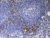 IHC testing of FFPE mouse spleen tissue with Cd14 antibody at 1ug/ml. Required HIER: steam section in pH6 citrate buffer for 20 min and allow to cool prior to testing.