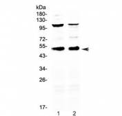 Western blot testing of 1) mouse thymus and 2) mouse spleen with Cd14 antibody at 0.5ug/ml. Predicted molecular weight ~40 kDa (unmodified) and 50-55 kDa (glycosylated).