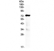 Western blot testing of human placenta tissue with MAVS antibody at 0.5ug/ml. Predicted molecular weight: 51-54 kDa (cleaved), 57 kDa (unmodified), 75 kDa (aggregated).
